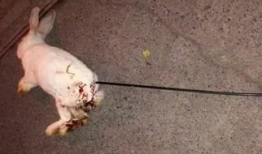 杀兔子视频,杀兔子视频引发社会热议